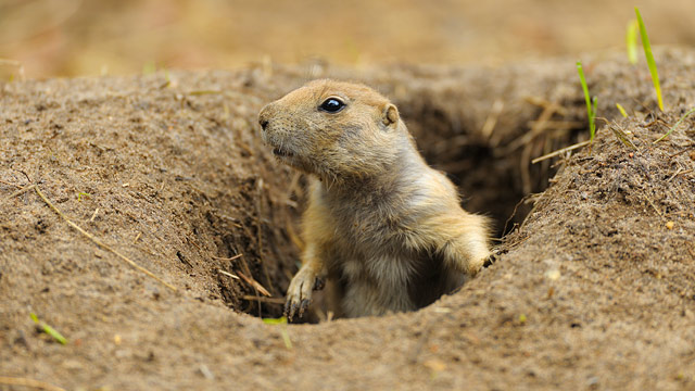 Prairie Dog