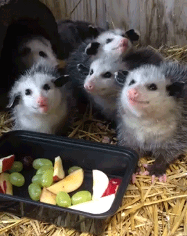 possums eating